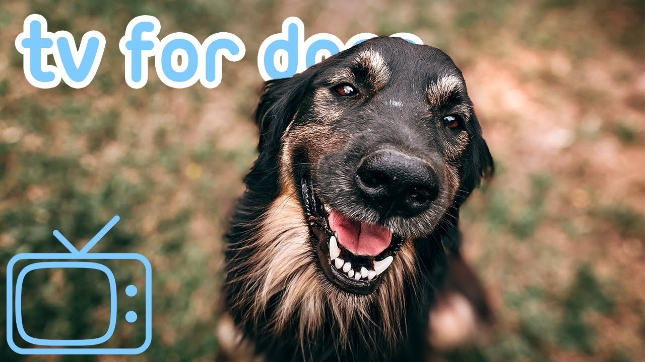TV for Dogs! 8 HOURS of Fun Entertainment for Bored Dogs + Music! NEW