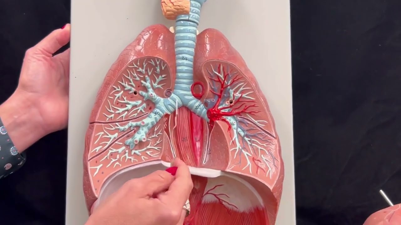 Dr. Benaduce: Respiratory System (3D Lung model)