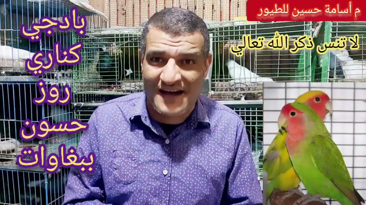 احذر المرض ده ميجا بكتيريا مرض خطير علي الحمام و الطيور بس مش بكتيريا م أسامة حسين