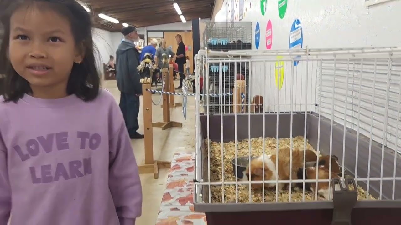 Farm animals in America/ សត្វចិញ្ចឹមកសិដ្ឋាននៅអាមេរិក
