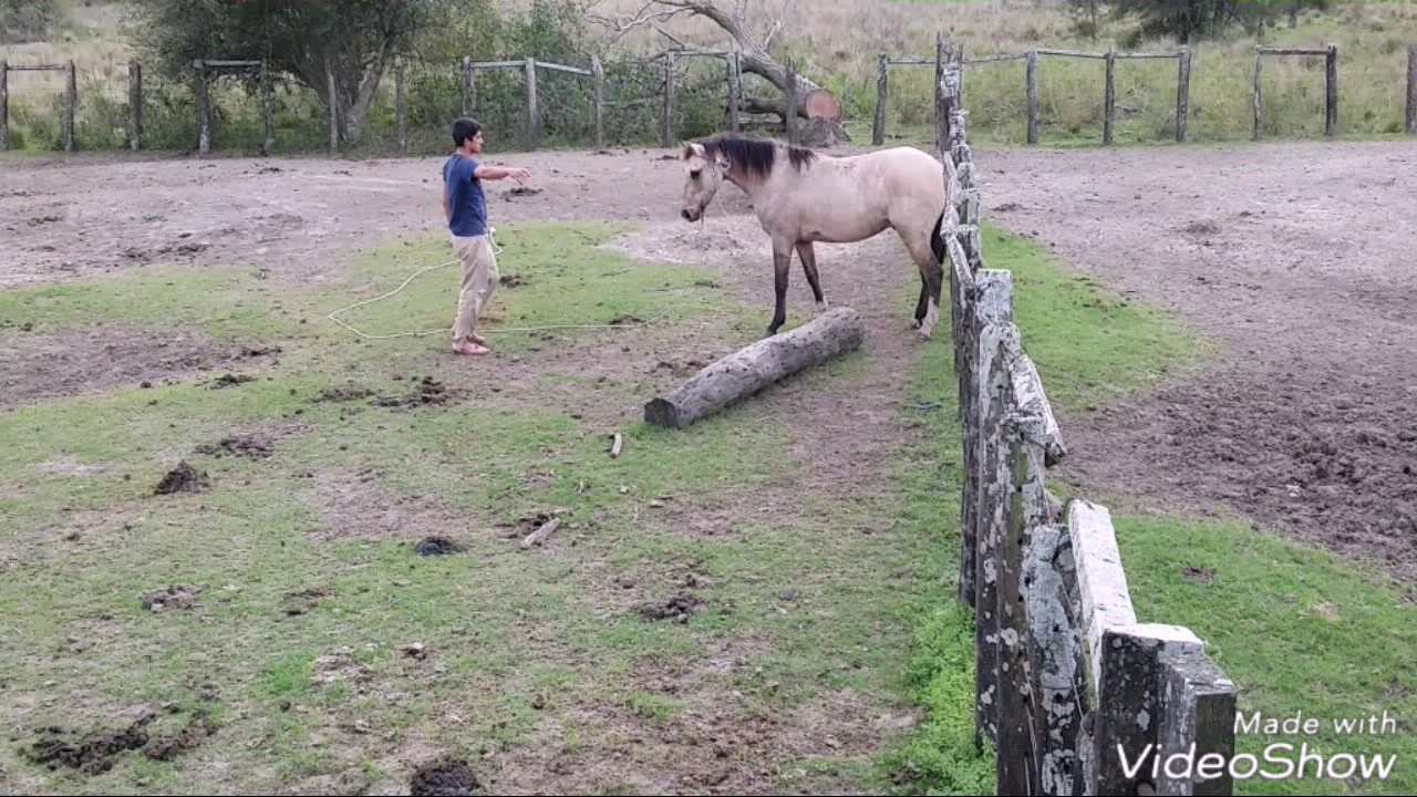 Doma, Primer Acercamiento, Primera Monta. Potro de 2 años