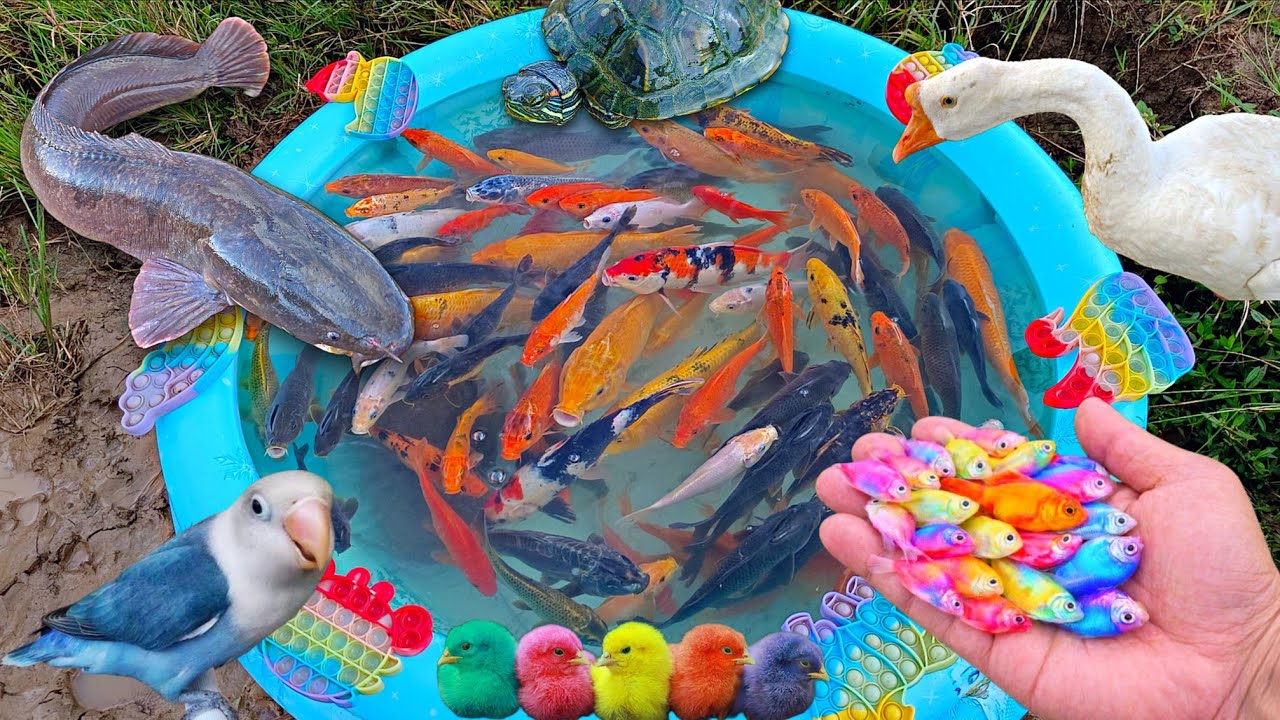 Tangkap ikan akuarium cantik di kolam, ikan warna warni, ikan lele besar, ikan hias, ikan mas, angsa