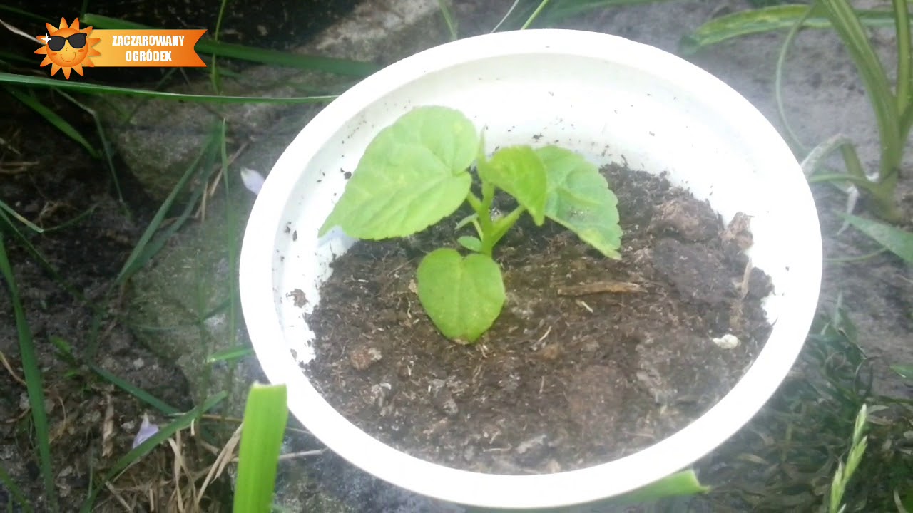 HIBISKUS BYLINOWY LUNA - ROZMNAŻANIE Z NASION