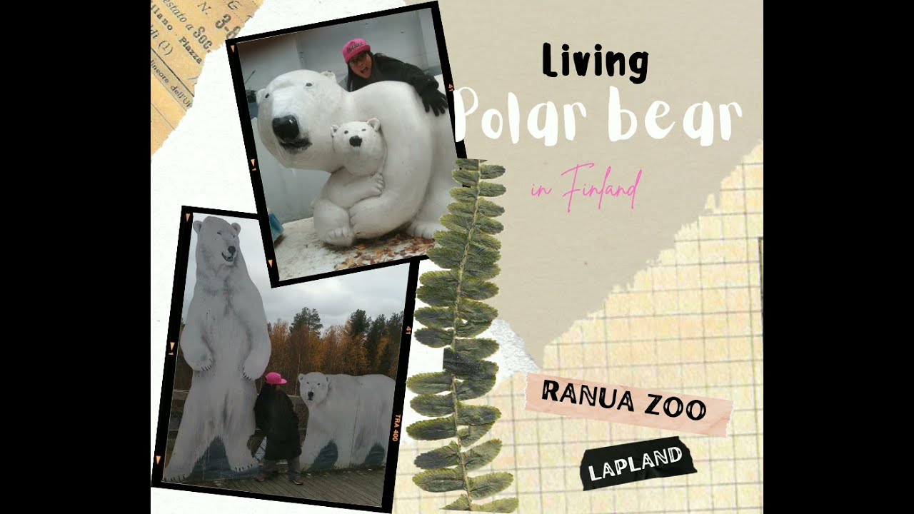 Ranua zoo; Wildlife park in Lapland ; Arctic animals; wildlife animals; Living Polar bear in Finland