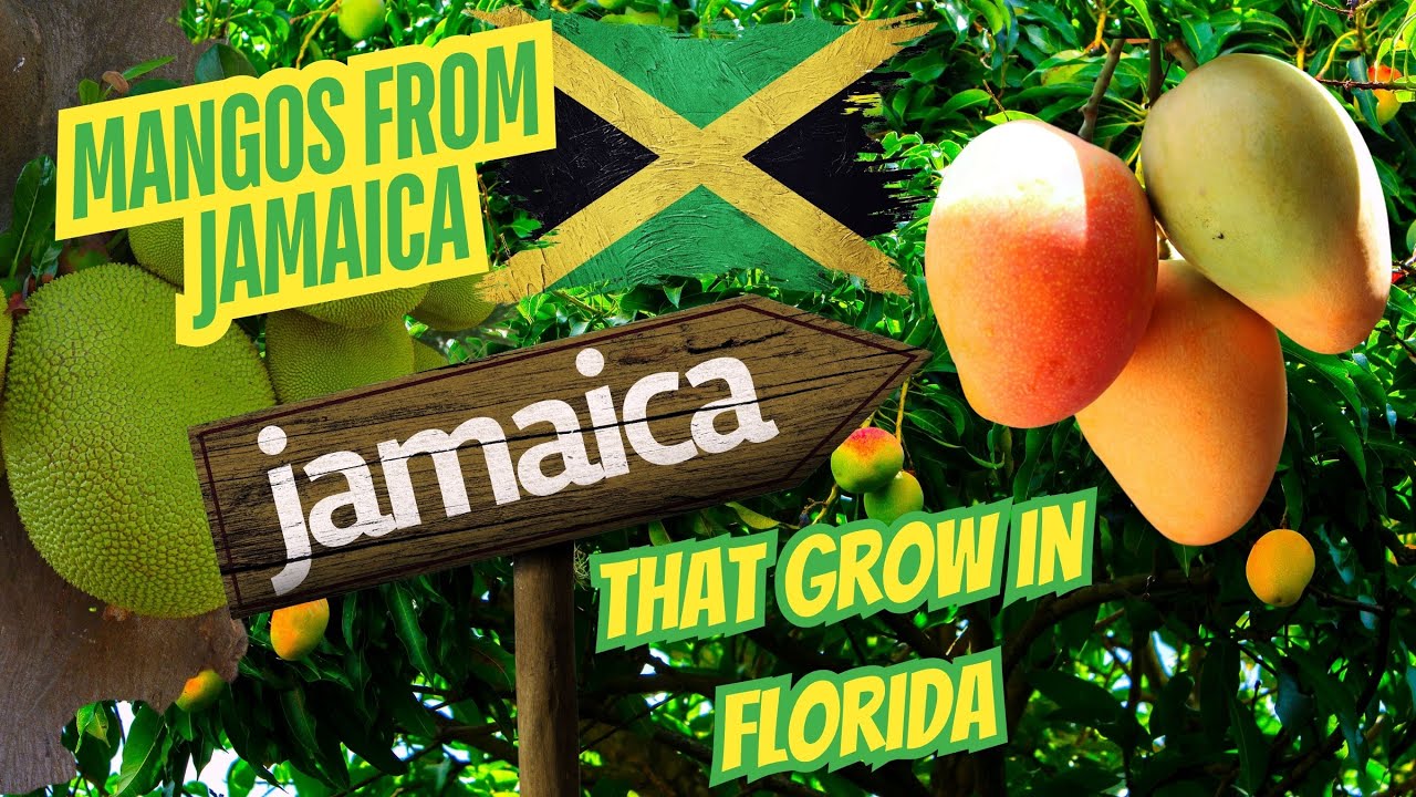 Mangos from Jamaica That Grow In Florida