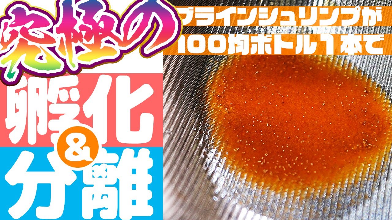 100均ボトル1本でブラインシュリンプの孵化から分離までできる！稚魚育成する人にオススメ！収納までスマートなブライン孵化分離器をDIYする方法 #アクアリウム 【ビバアクア】