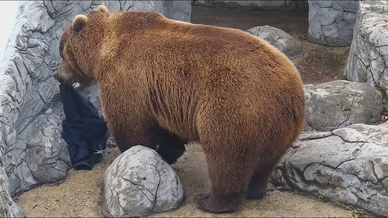 Эту курточку постирать бы нада  -  Mansur Bear: this jacket needs washing!