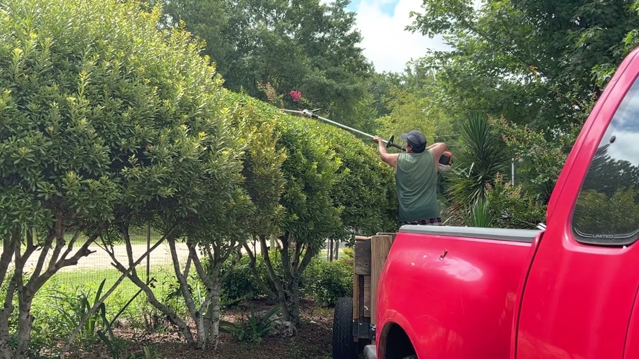 Trimming Wax Myrtles