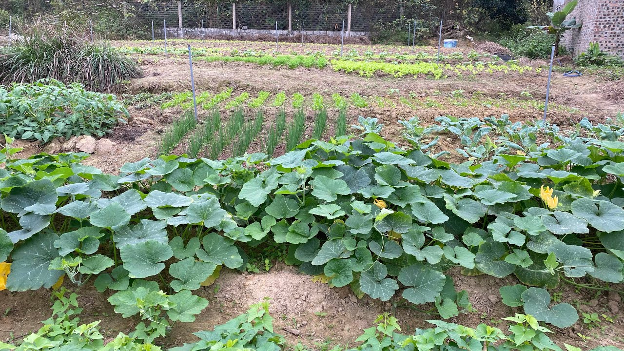Cập nhật vườn rau