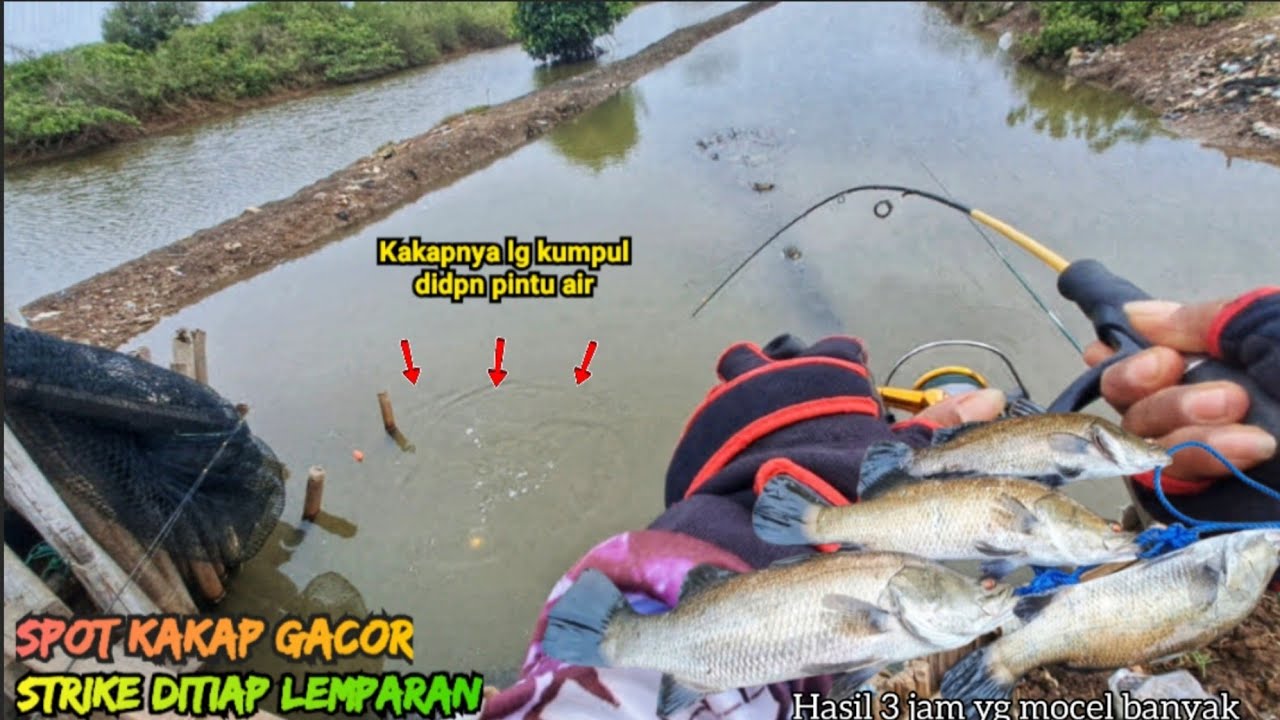 GACOR PARAH..!! Tiap lemparan dipintu air tambak umpan langsung disambar//mancing kakap