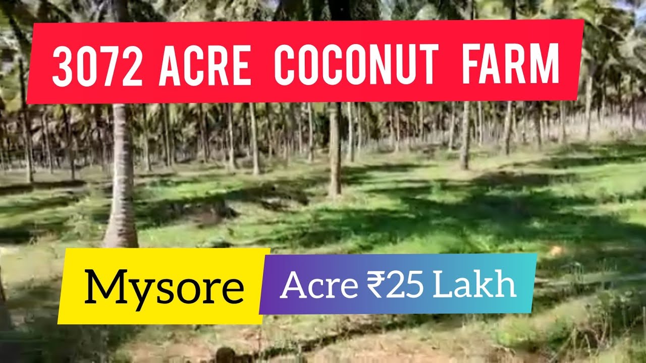 3072 Acre Coconut Farm For Sale | Mysore | Karnataka (Acre 25 Lakh)