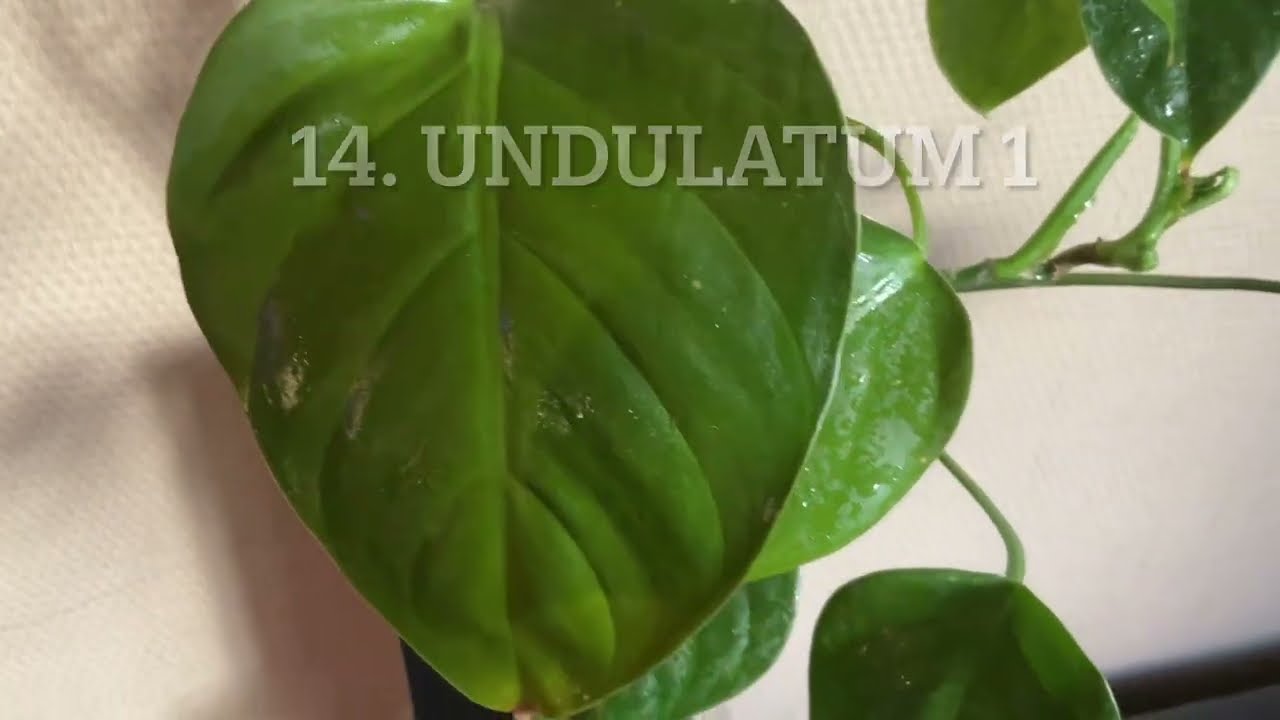 My top 15 SMALL 🤱 philodendrons from 2025