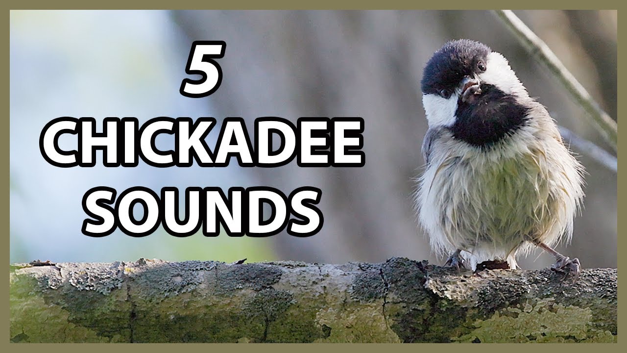 Carolina Chickadee Songs and Calls