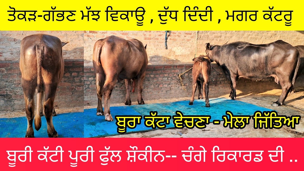 ਤੋਕੜ-ਗੱਭਣ ਮੱਝ  ਤੇ  ਬੂਰੀ ਕੱਟੀ ਵਿਕਾਊ  97791-59511 . Live milking ਦੁੱਧ ਰਿਕਾਰਡ ਦਾ ਬੂਰਾ ਕੱਟਾ ਵੀ ਵੇਚਣਾਂ. 