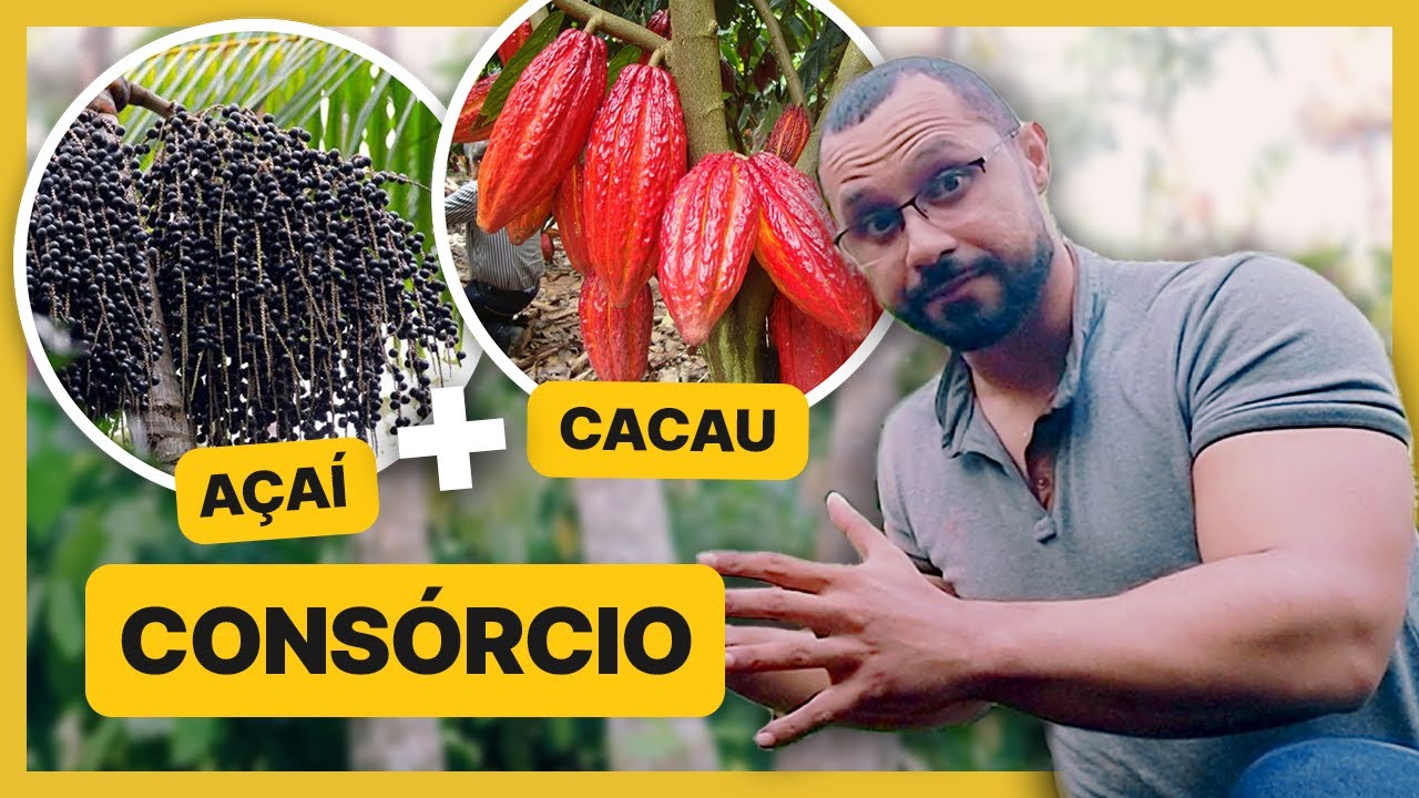 Combinação PERFEITA! Consórcio de Açaí e Cacau | Produtor Orleans Mesquita