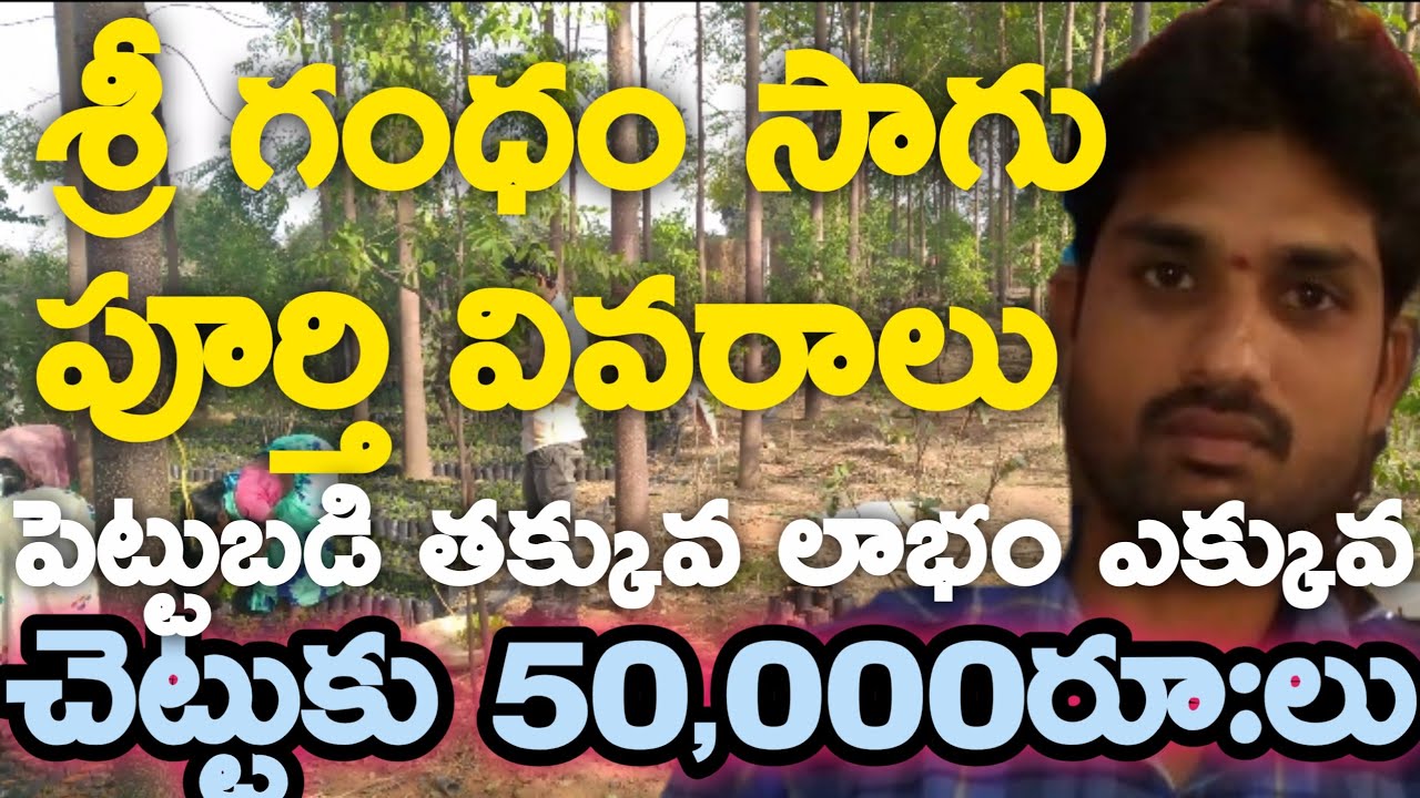 శ్రీ గంధం సాగుతో రైతు కోటీశ్వరుడు|Sri Gandham Trees|Sandalwood Cultivation|Sri Gandham Nursery