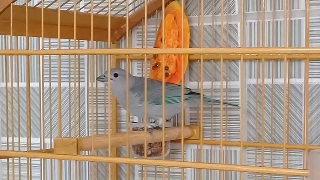 O canto do sanhaço cinzento gravado ao vivo para ensinar e treinar machos!
