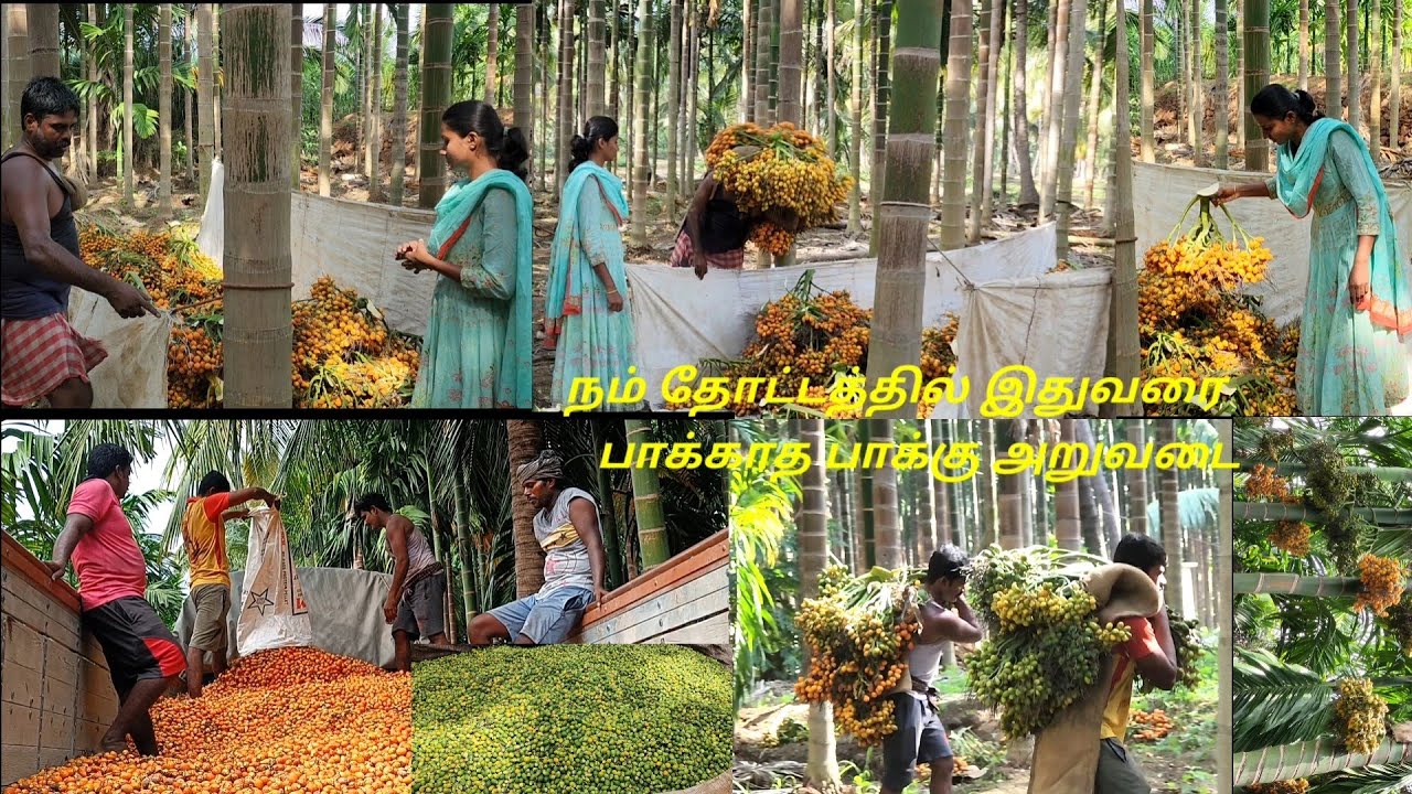 Arecanut Harvesting| நல்ல லாபம் தரும் பாக்கு விவசாயம்|Paaku aruvadai|paaku maram valarpu in tamil