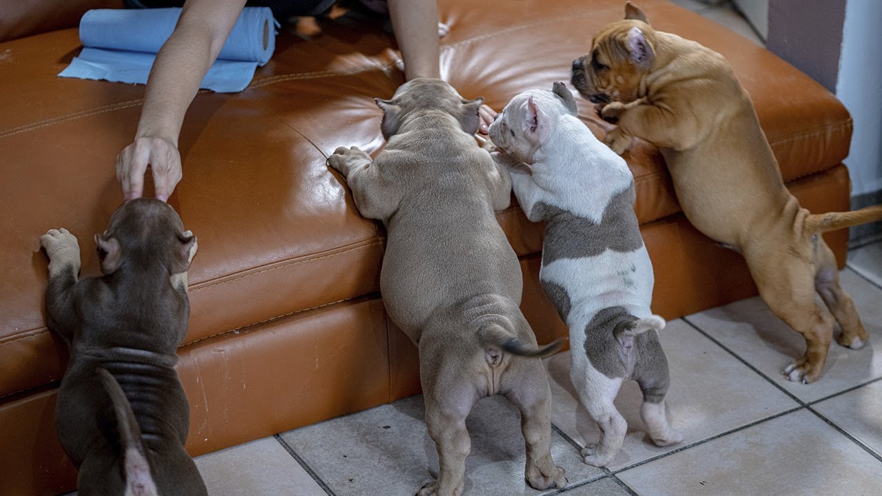 Micro American Bully Puppies