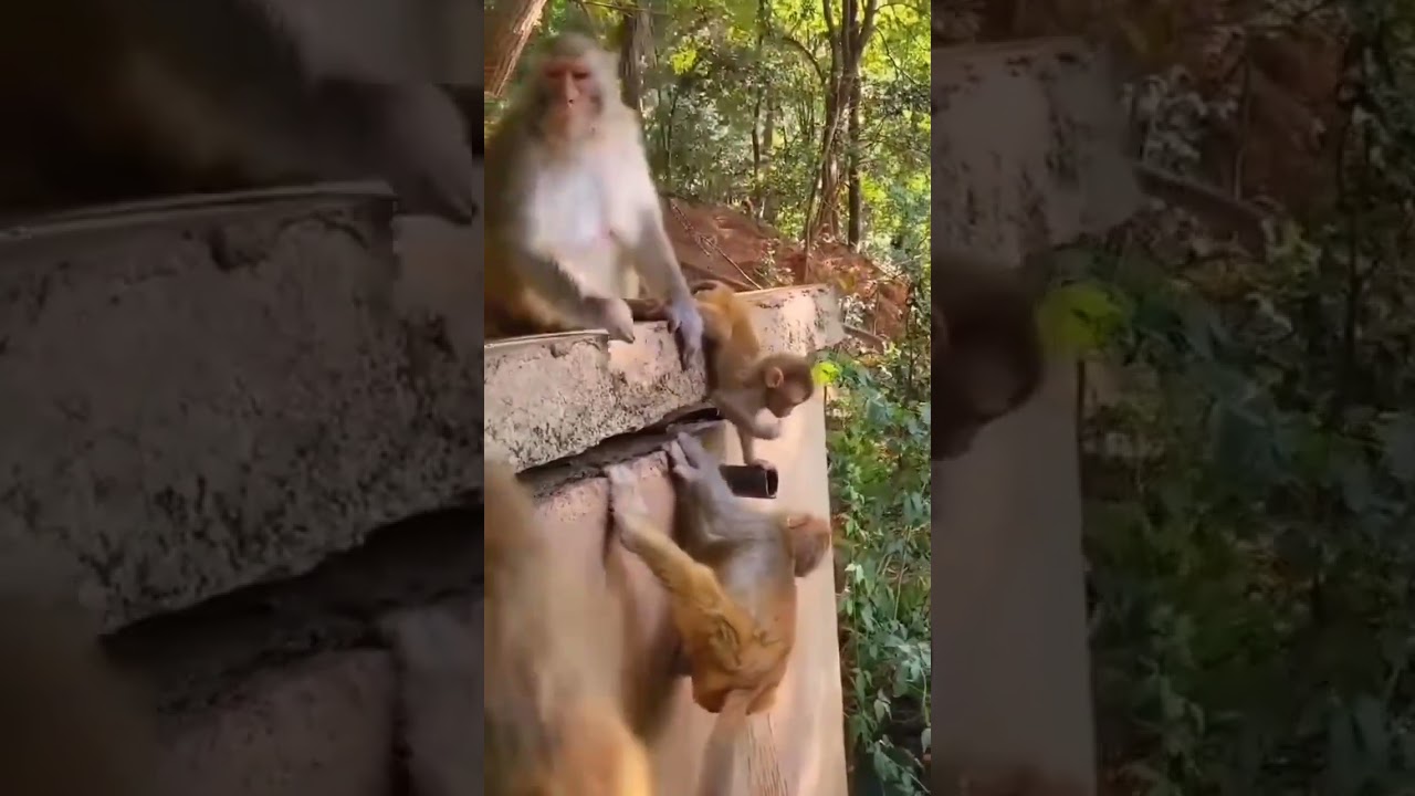 baby monkey fell from high tree | monkey fall down from tree