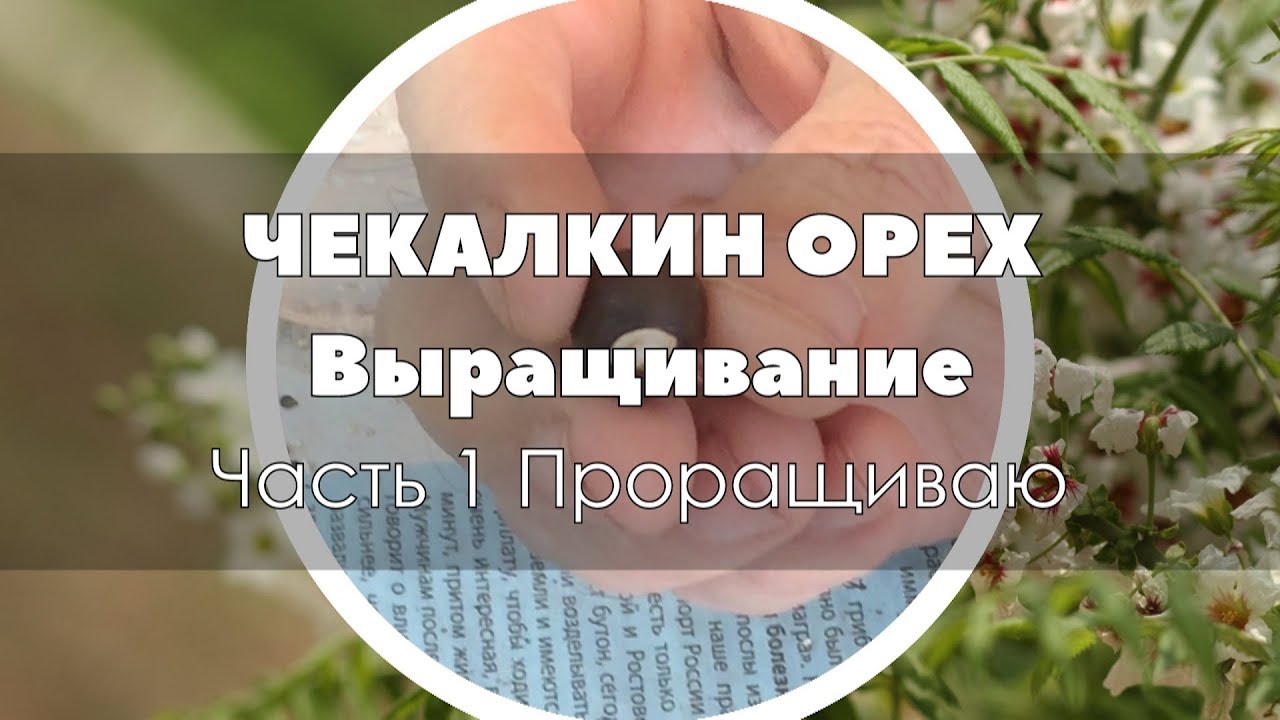 🌱 Чекалкин орех. Выращивание из семян Часть 1