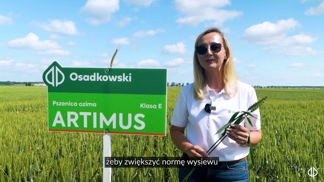 Pszenica Artimus - Odporność kaktusa