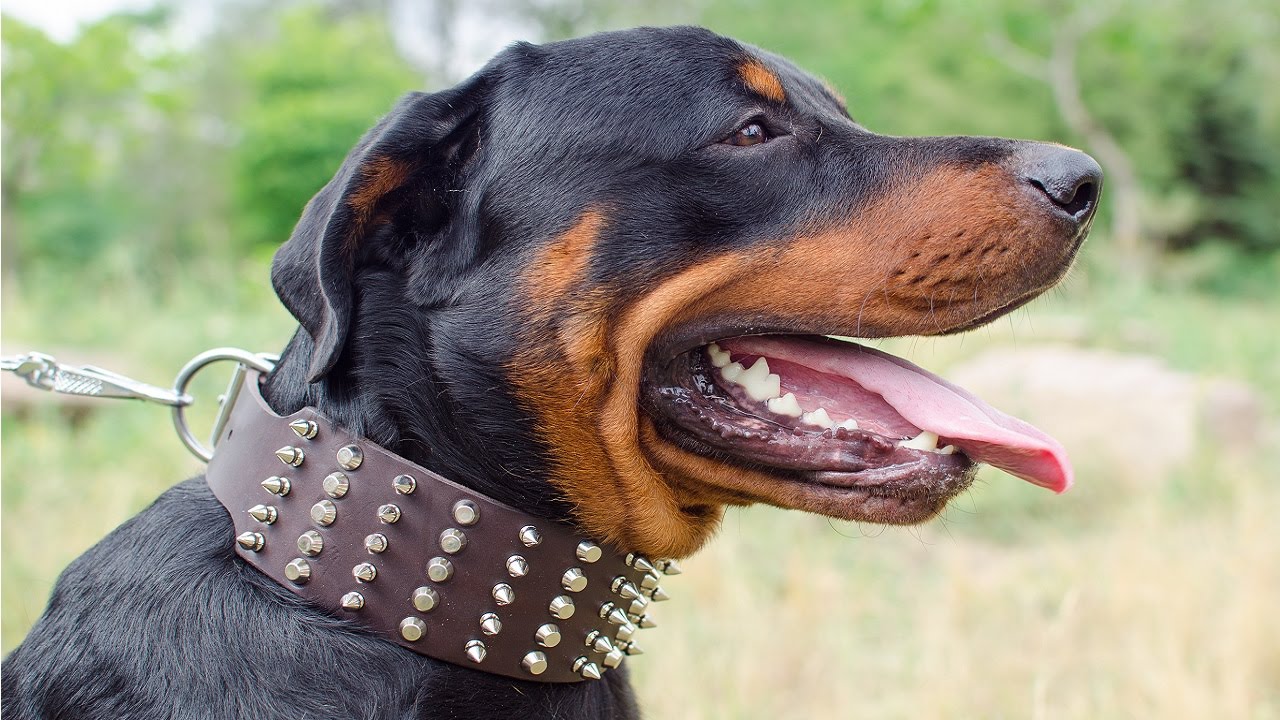 Extra wide leather dog collar with 4 rows of studs and spikes for Rottweiler stylish walking