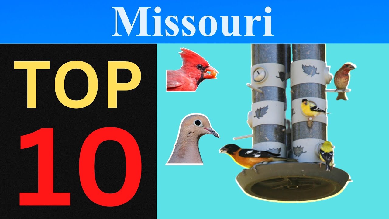 Top 10 Feeder Birds of Missouri [Brief]