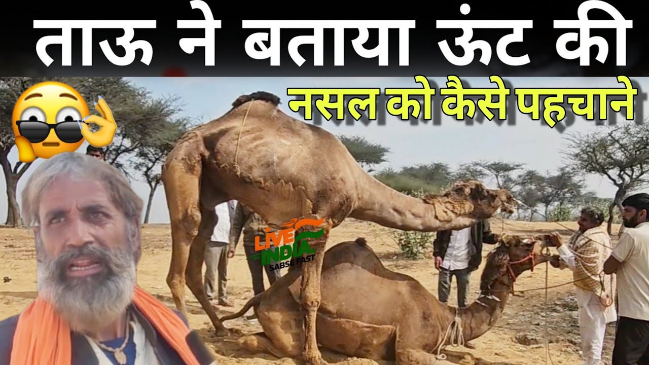 वायरल ताऊ ने बताया ऊंट की पहचान कैसे करे || गोगामेडी पशु मेला 2025 || gogamedi pashu mela