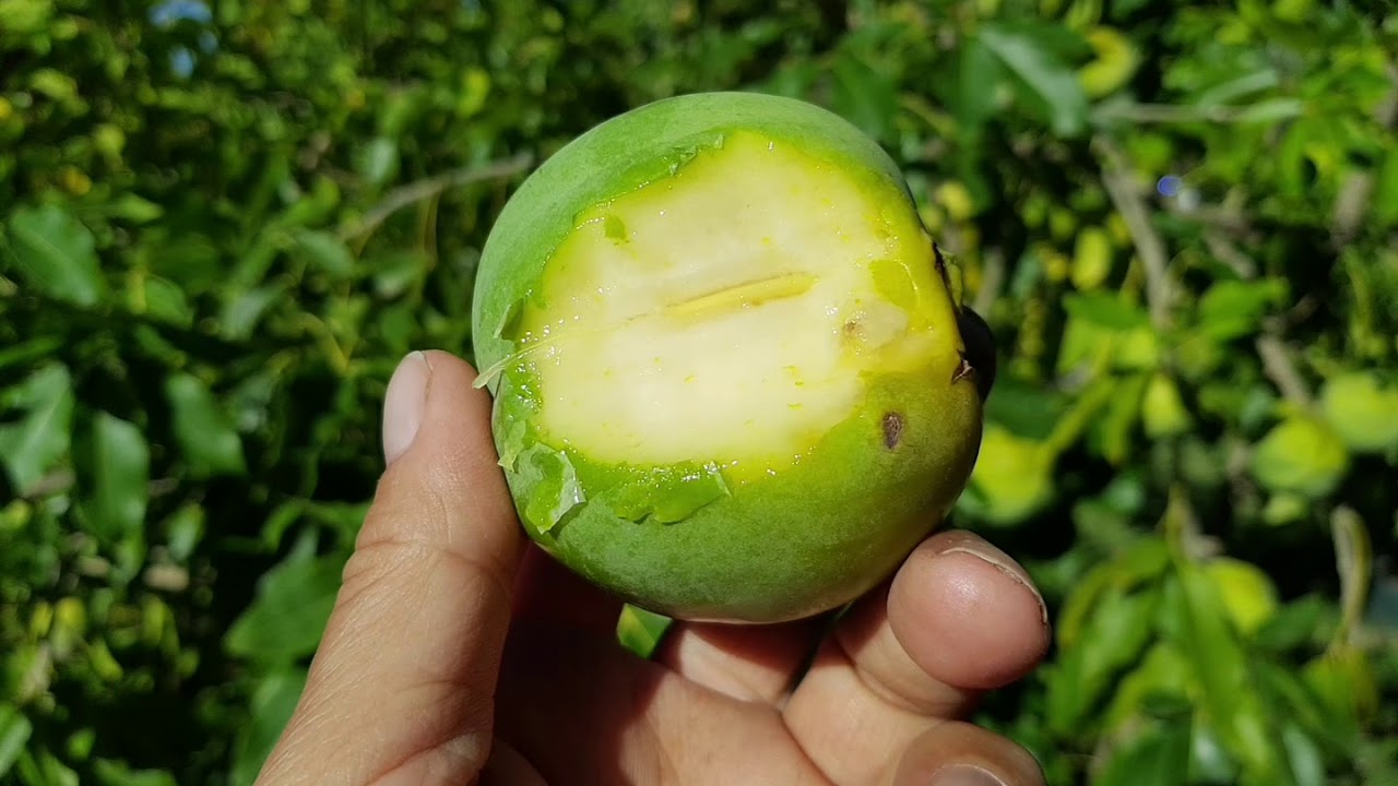 You WON'T Believe This Fruit! (Why EVERYONE Should Grow White Sapote)