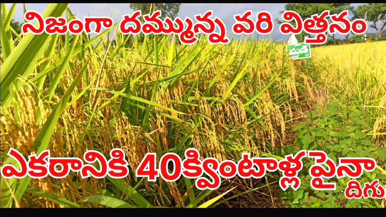 నెంబర్ వన్ వరి విత్తనం త్రిమూర్తి సీడ్స్ మనీ | #TirMurthi #TMRH114 #Mani |