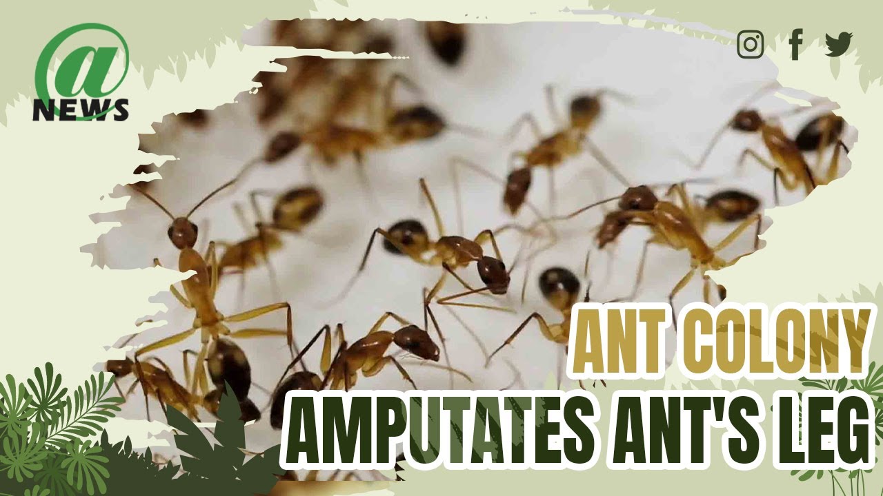 Astonishing Moment Ant Colony Amputates Severely Injured Ant's Leg To Save Its Life