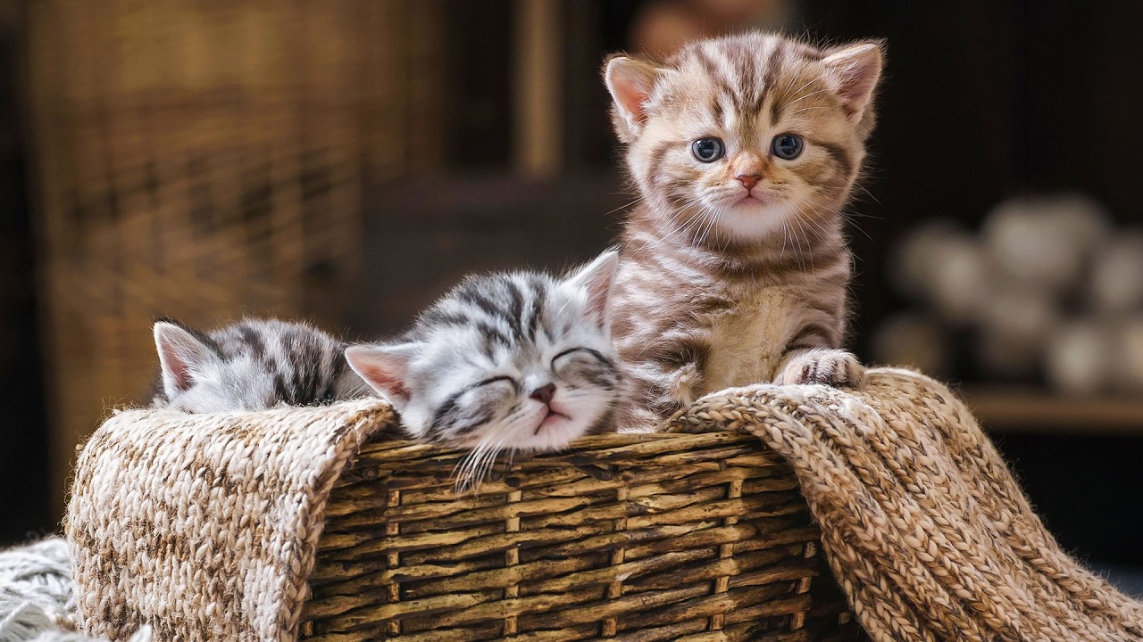 Cats Purring Sounds and 528Hz Healing Music - Relaxing Lullaby Videos for Cats, Cats' Favorite Music