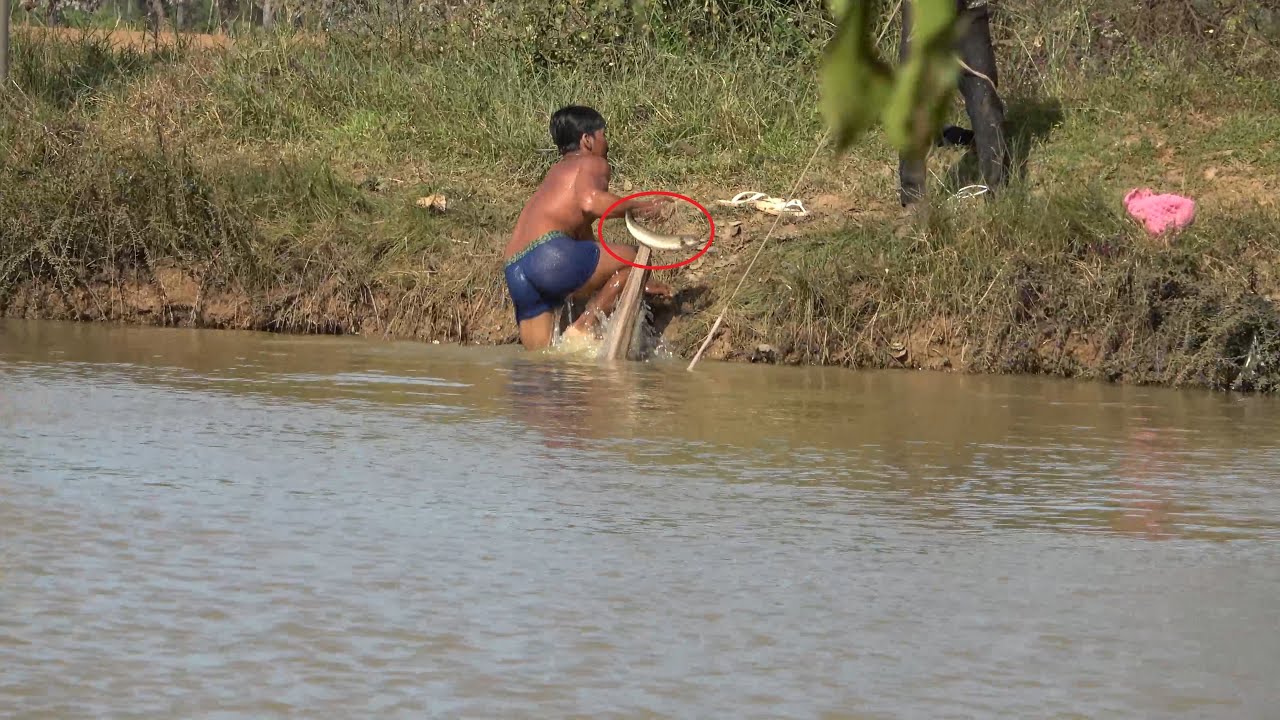 Amazing fish catch by cast net fishing season Cambodia 2021