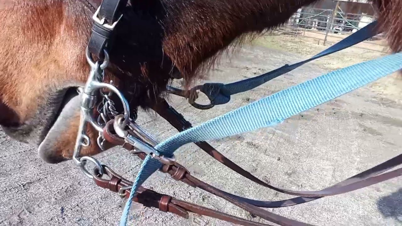 I'm talking about training this horse 🐴