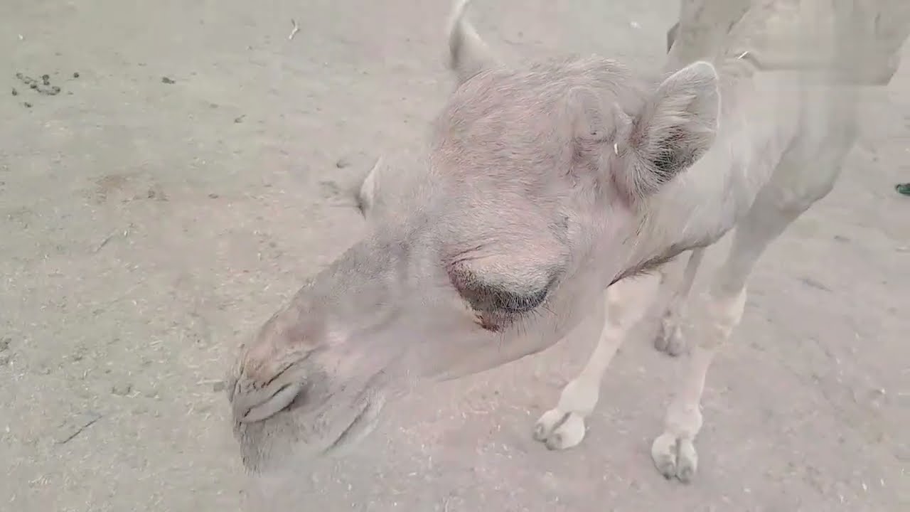 Camels in Love - A Heartwarming Tale of Affection | Camel full video #camel #camelvideo #camelvoice