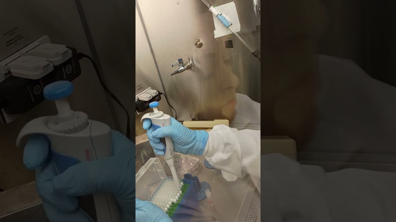 Aseptic technique: Thawing cells : Laboratory Techniques