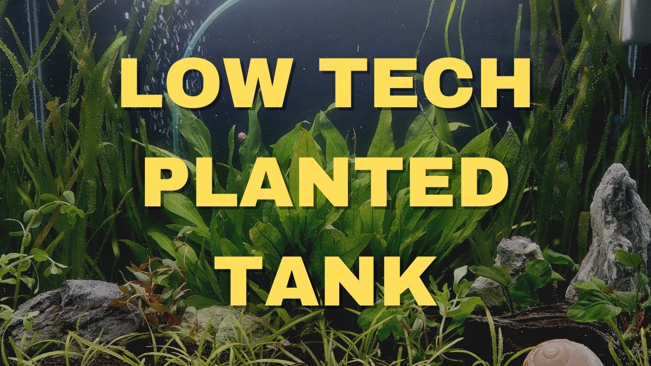 Paano Mag-setup ng Low-tech Planted Aquarium | Katropapets