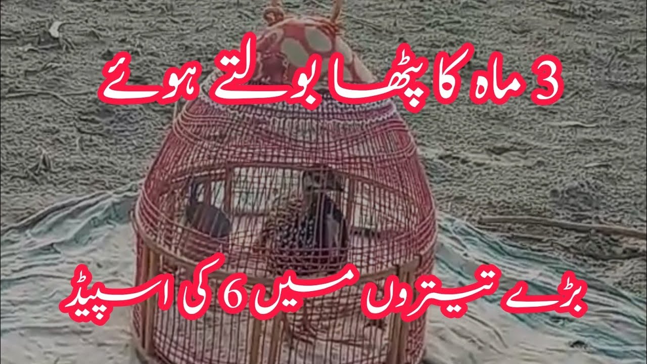 Kala Teetar k bache ki awaz 3 Month Old Baby Calling