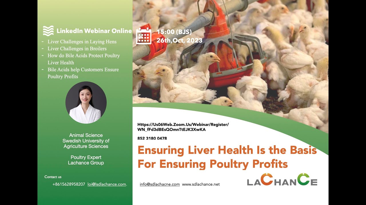 Lachance Nutrition | Ensuring Liver Health is the Basis for Ensuring Poultry profits