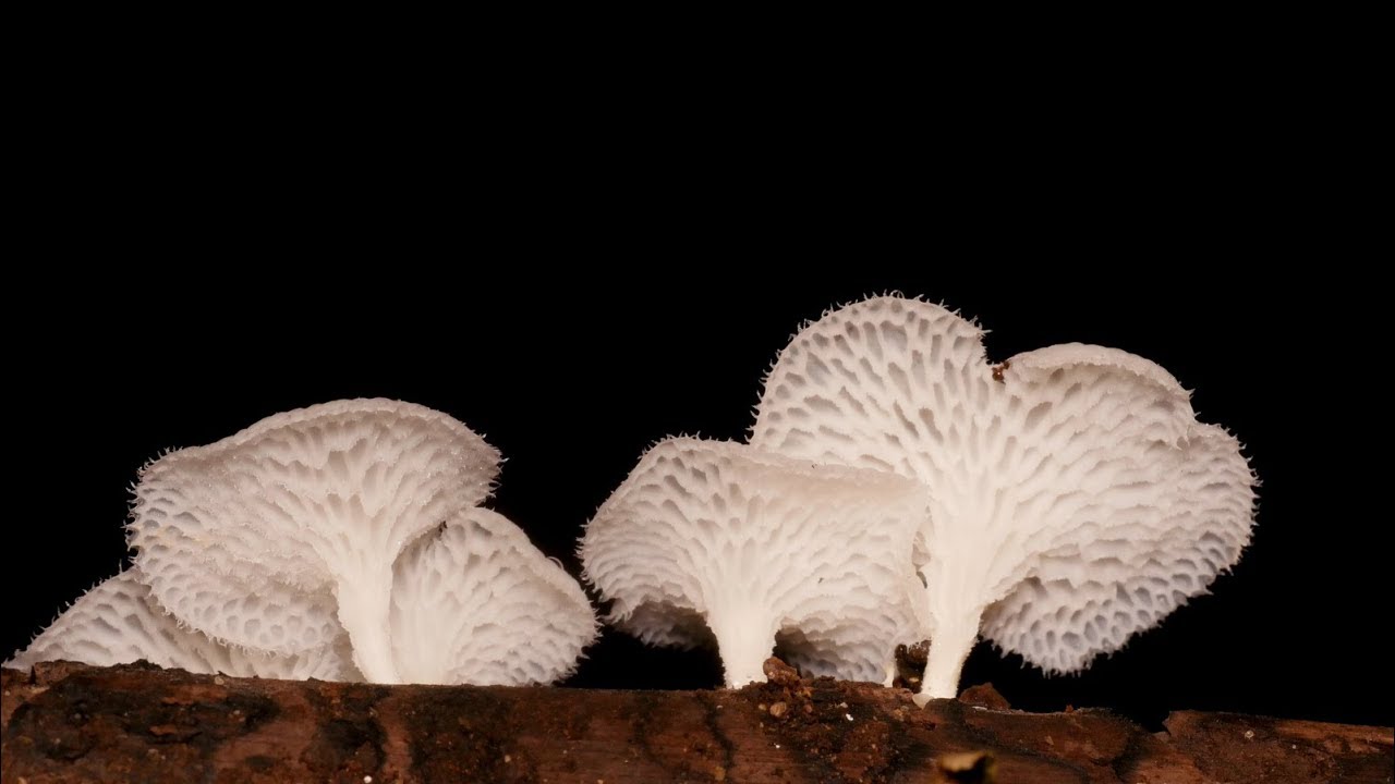 Amazing Fungi / Hongos increíbles (including growth time lapse)