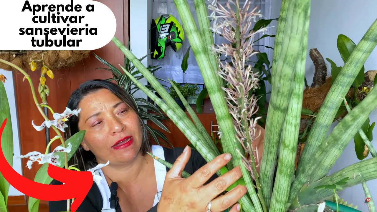 Sansevieria tubular evolucion cuidados y reproduccion