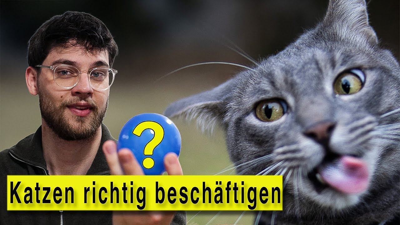 Wie ich meine Hauskatzen beschäftige. (Physisch und Psychisch)