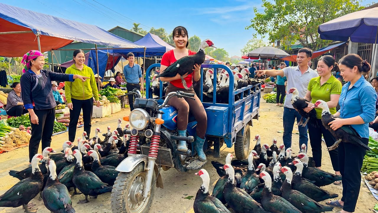TIMELAPSE -- GIANT GEESE - Harvesting & Transport with My 3-Wheeled Truck to Market SELL