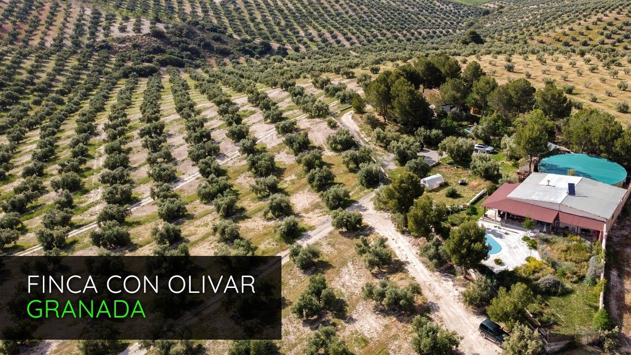 Finca rustica con dos casas, piscina y olivar en venta en Alhama, Granada | P3045
