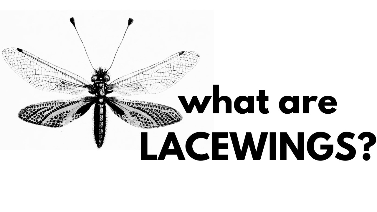 What Are Lacewings?