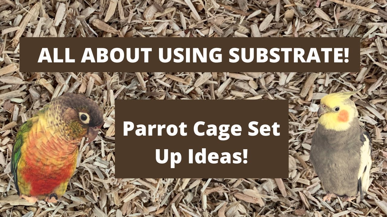 All About Using Substrate! | Parrot Cage Set Up and Ideas | TheParrotTeacher