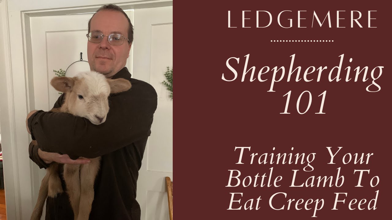 How To Train Your Bottle Lamb To Eat Grain