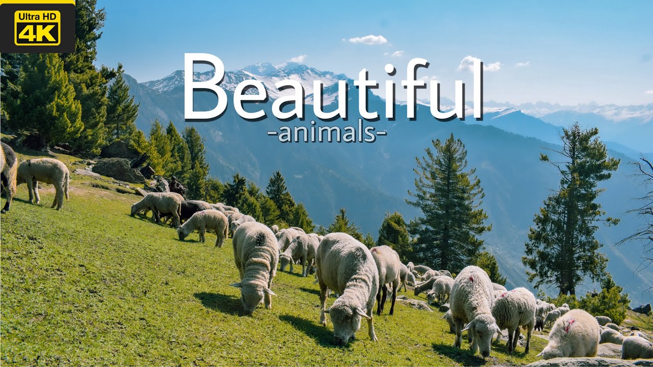 4K Sheep grazing in a field - Domestic animals from Greek fauna &hearts;️🐑 |Animals lover | 4k | beautiful