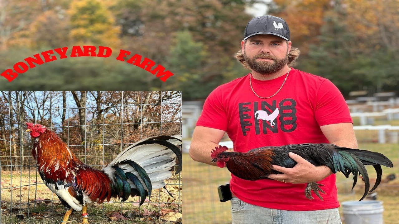 Boneyard Farm